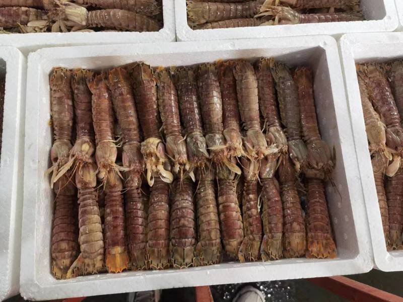 皮皮虾，富贵虾