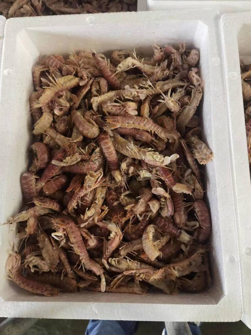 皮皮虾，富贵虾