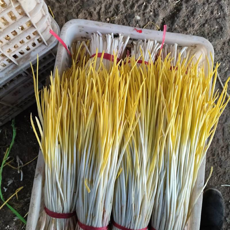 精品小把蒜黄
