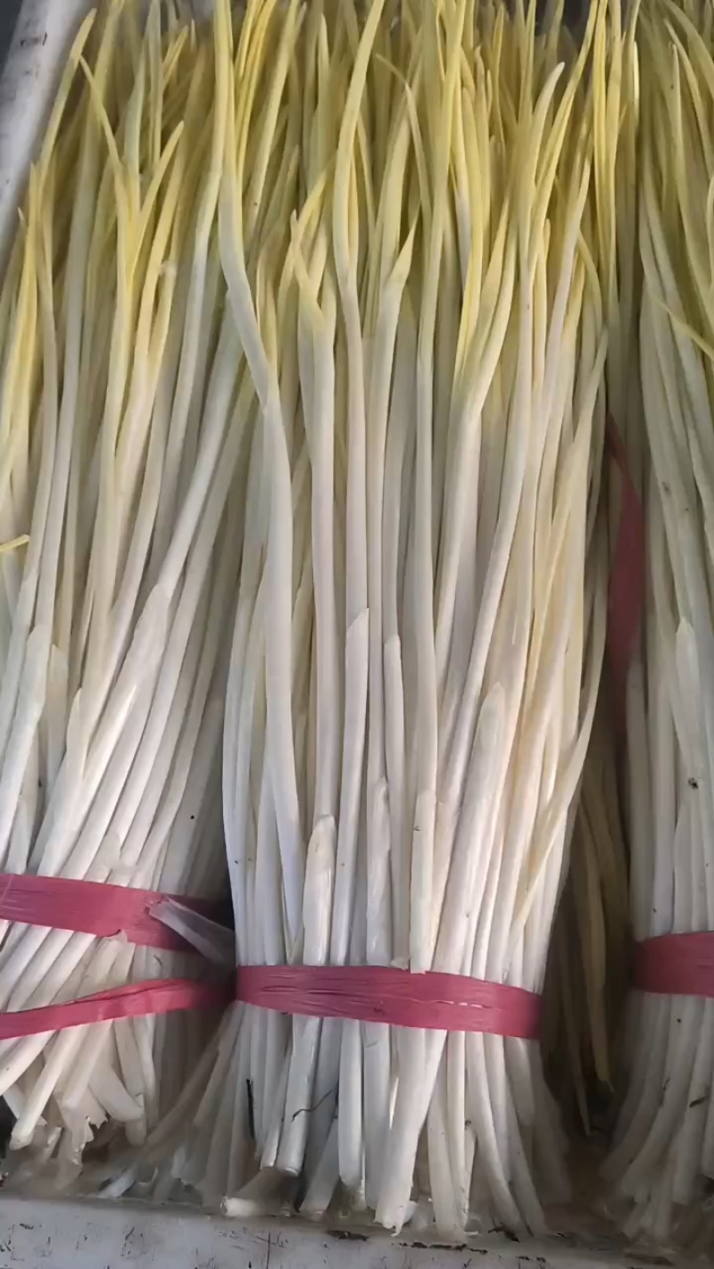 精品小把蒜黄