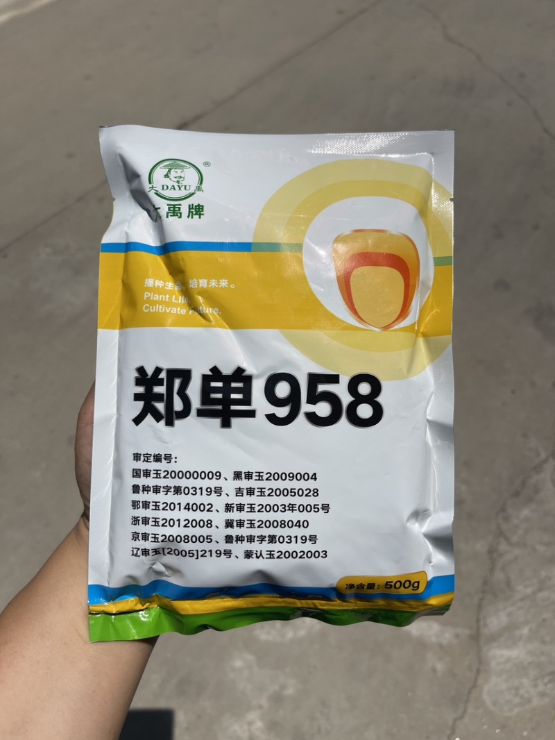郑单958玉米种籽高产玉米杂交种农业早熟大田饲料玉米