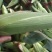 自家种植白糯30亩销售中……!