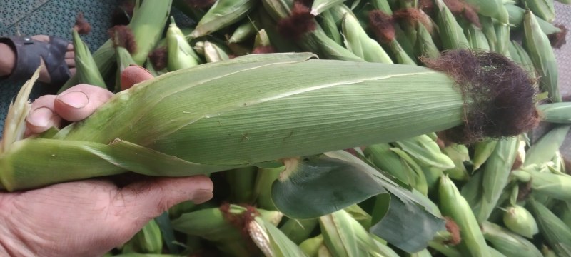 自家种植白糯30亩销售中……!