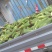 自家种植白糯30亩销售中……!