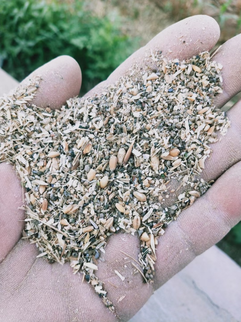 草籽碎小麦，大量有货，