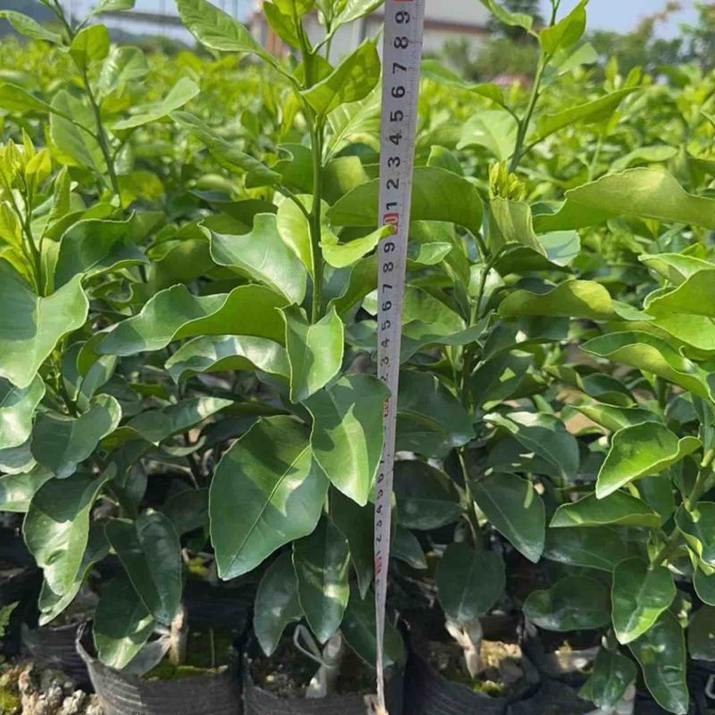 金秋沙糖橘杯苗，地苗，香橙粘木，红橘粘木，枳壳粘木