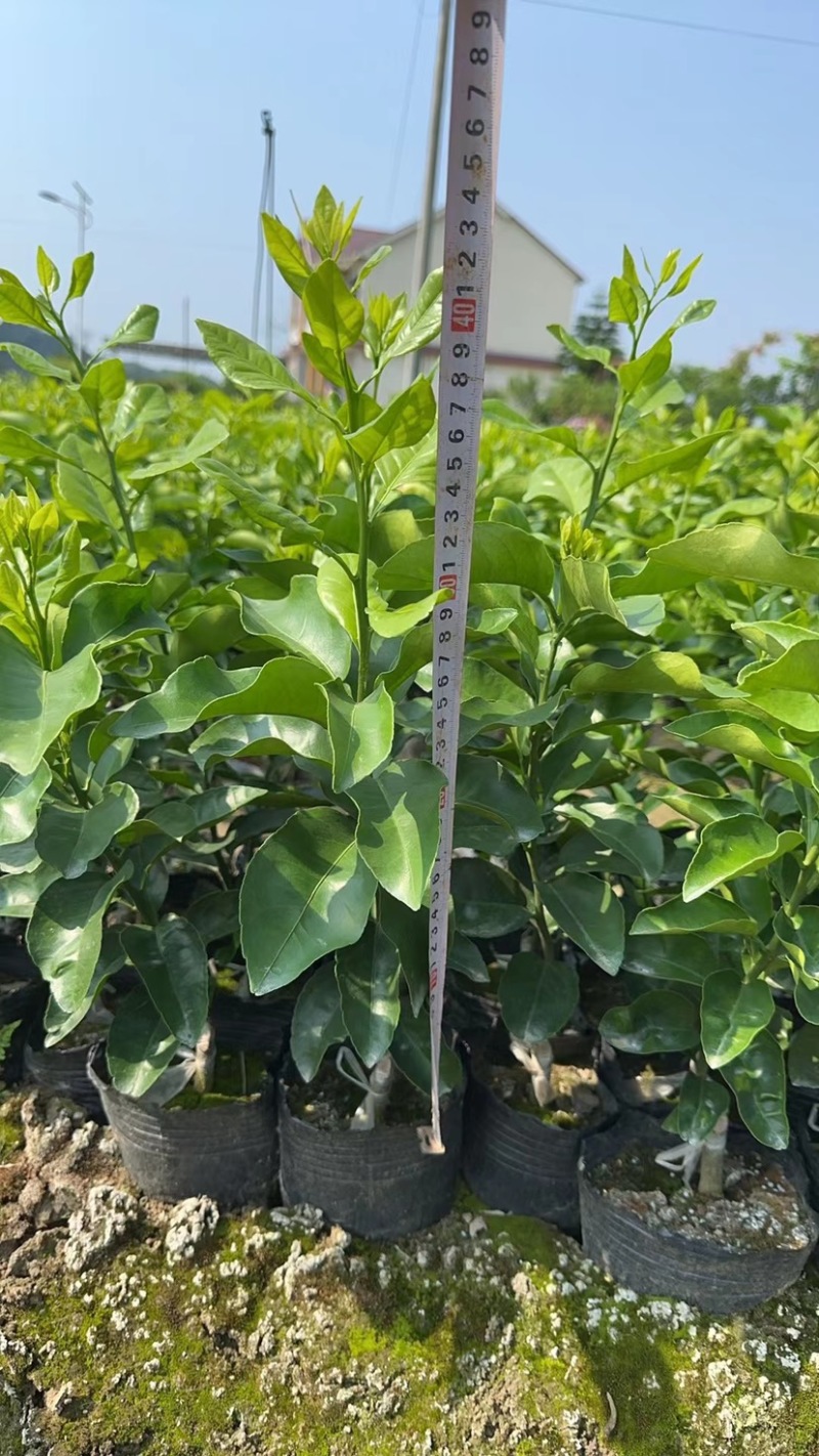 金秋沙糖橘杯苗，地苗，香橙粘木，红橘粘木，枳壳粘木