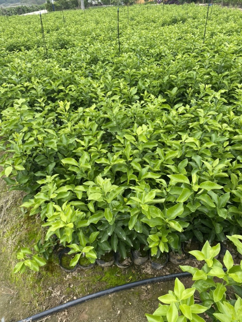 金秋沙糖橘杯苗，地苗，香橙粘木，红橘粘木，枳壳粘木