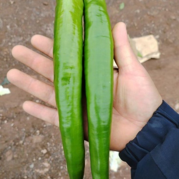 尖椒精品青皮尖椒需要的抓紧对接合作