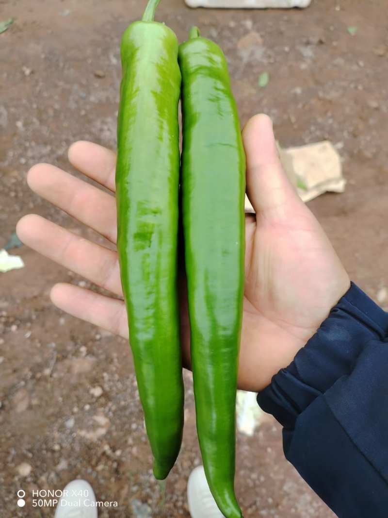 尖椒精品青皮尖椒需要的抓紧对接合作
