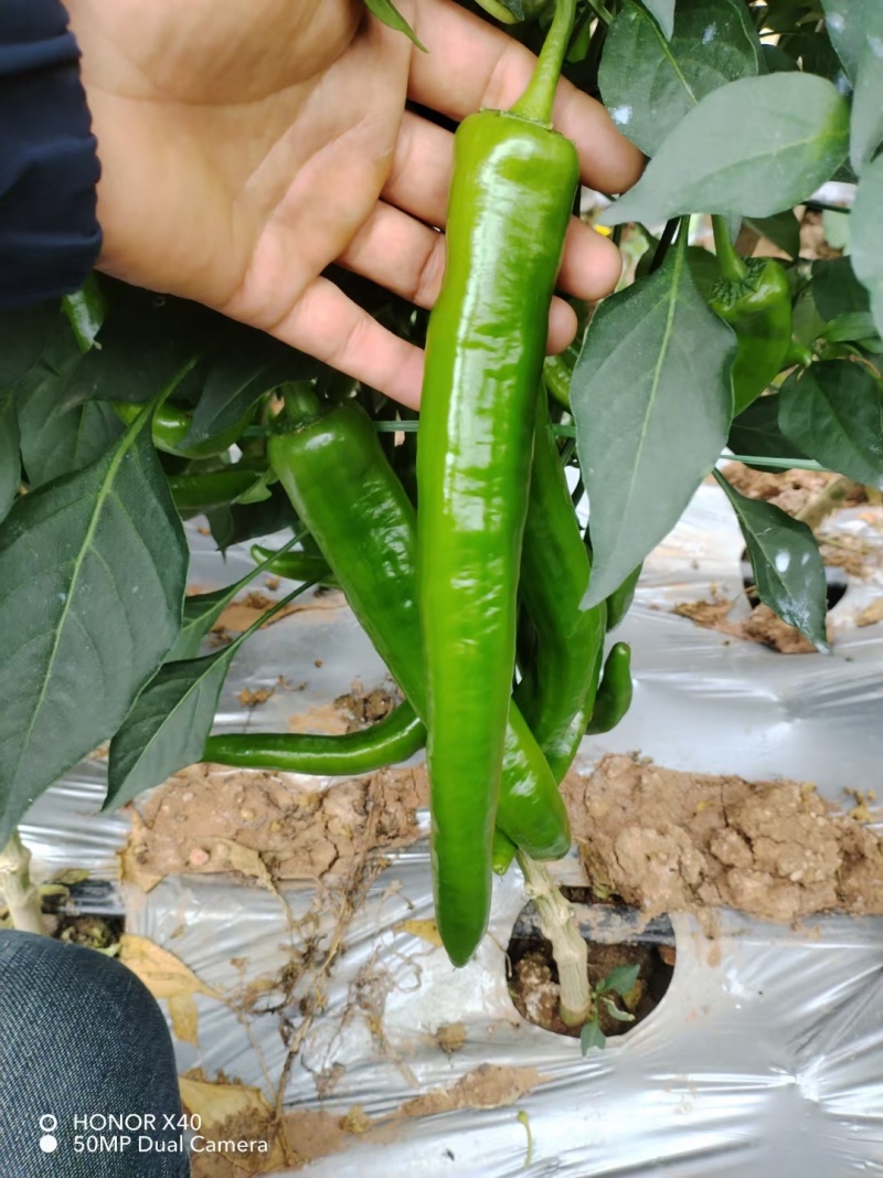 尖椒精品青皮尖椒需要的抓紧对接合作