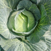 京丰一号包菜精品脆莲白平包菜扁包菜大量现货供应