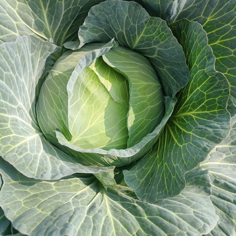 京丰一号包菜精品脆莲白平包菜扁包菜大量现货供应