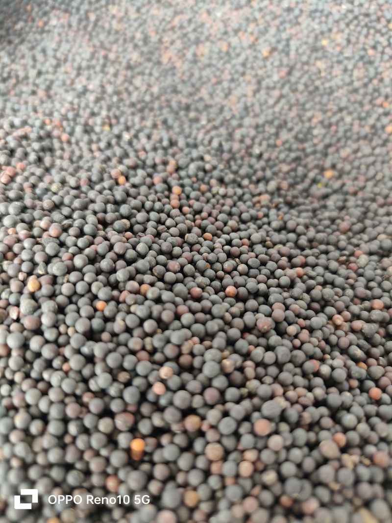 竹溪油菜籽