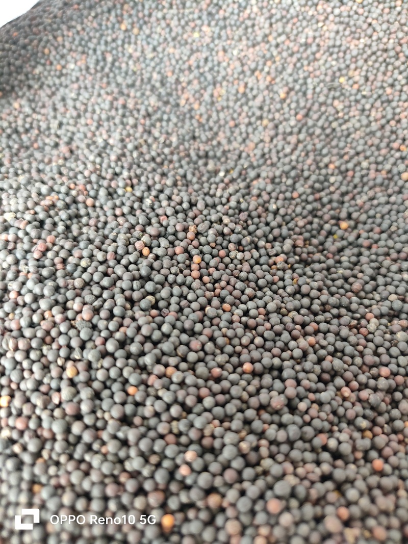 竹溪油菜籽