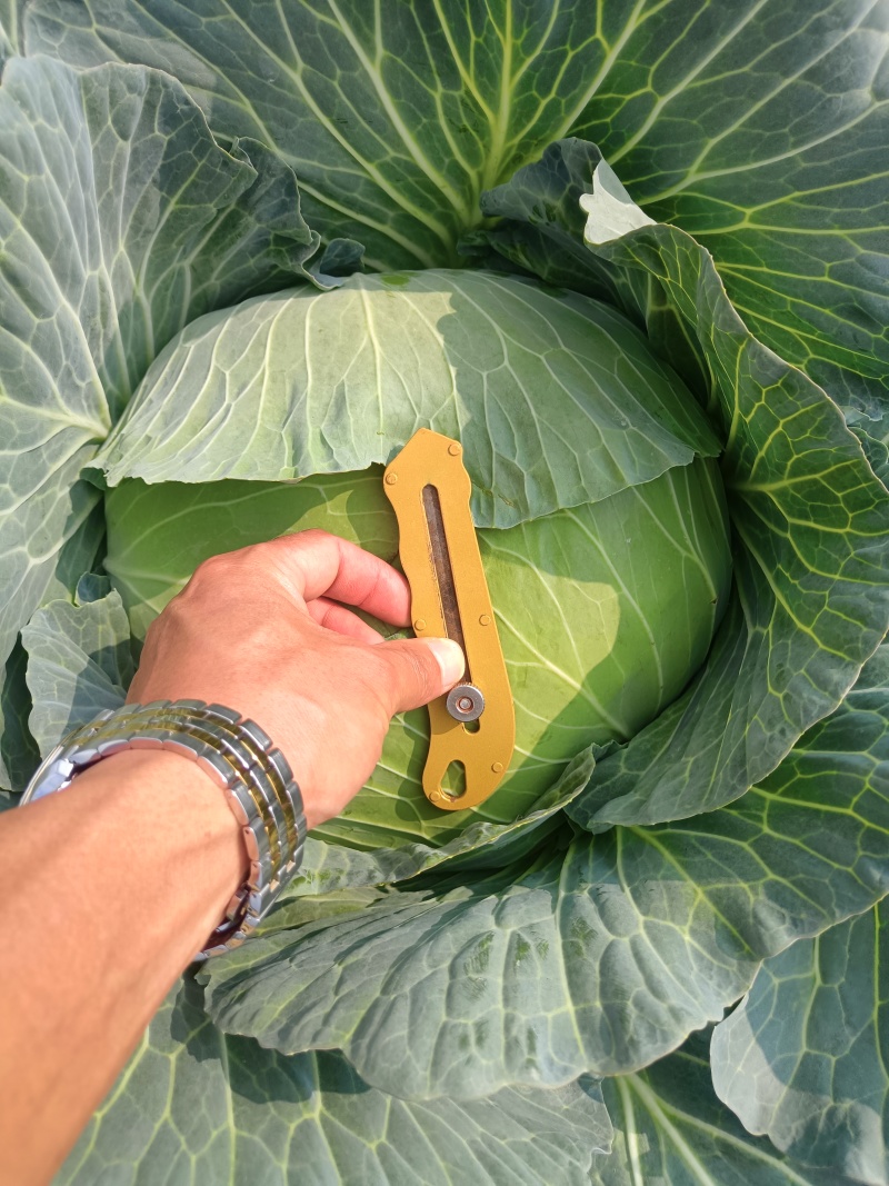 京丰一号包菜精品脆莲白平包菜扁包菜大量现货供应