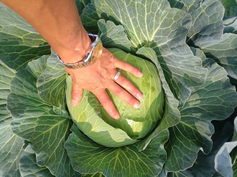 京丰一号包菜精品脆莲白平包菜扁包菜大量现货供应