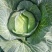 京丰一号包菜精品脆莲白平包菜扁包菜大量现货供应