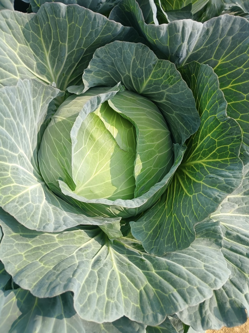 京丰一号包菜精品脆莲白平包菜扁包菜大量现货供应