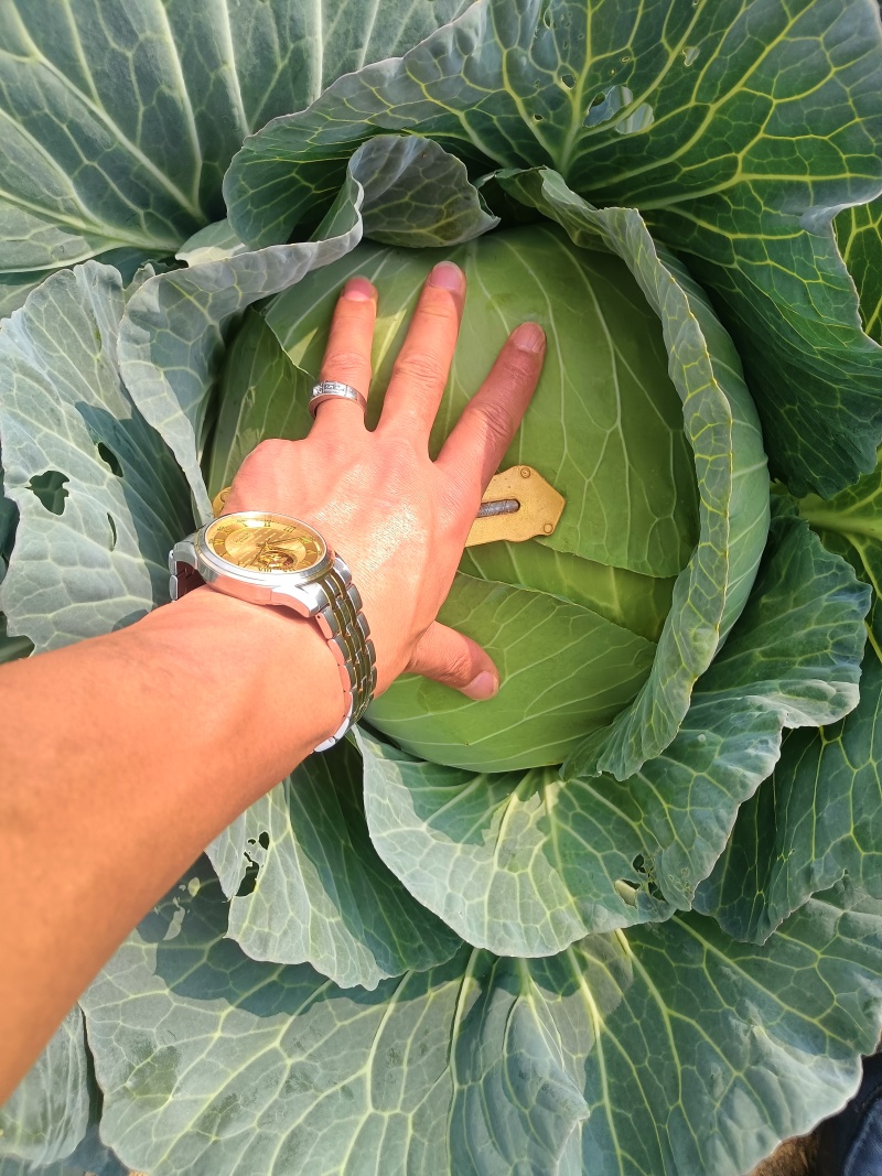 京丰一号包菜精品脆莲白平包菜扁包菜大量现货供应