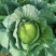 京丰一号包菜精品脆莲白平包菜扁包菜大量现货供应