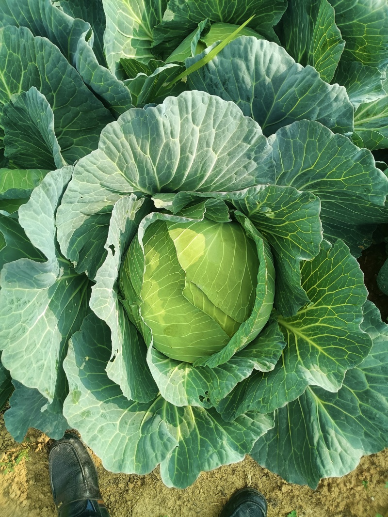 京丰一号包菜精品脆莲白平包菜扁包菜大量现货供应