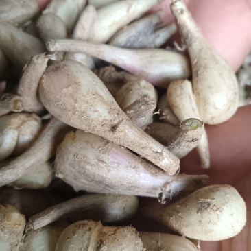 苕头，蕌头，茭头，现在正在热卖之中，各位大佬需要的付款吧