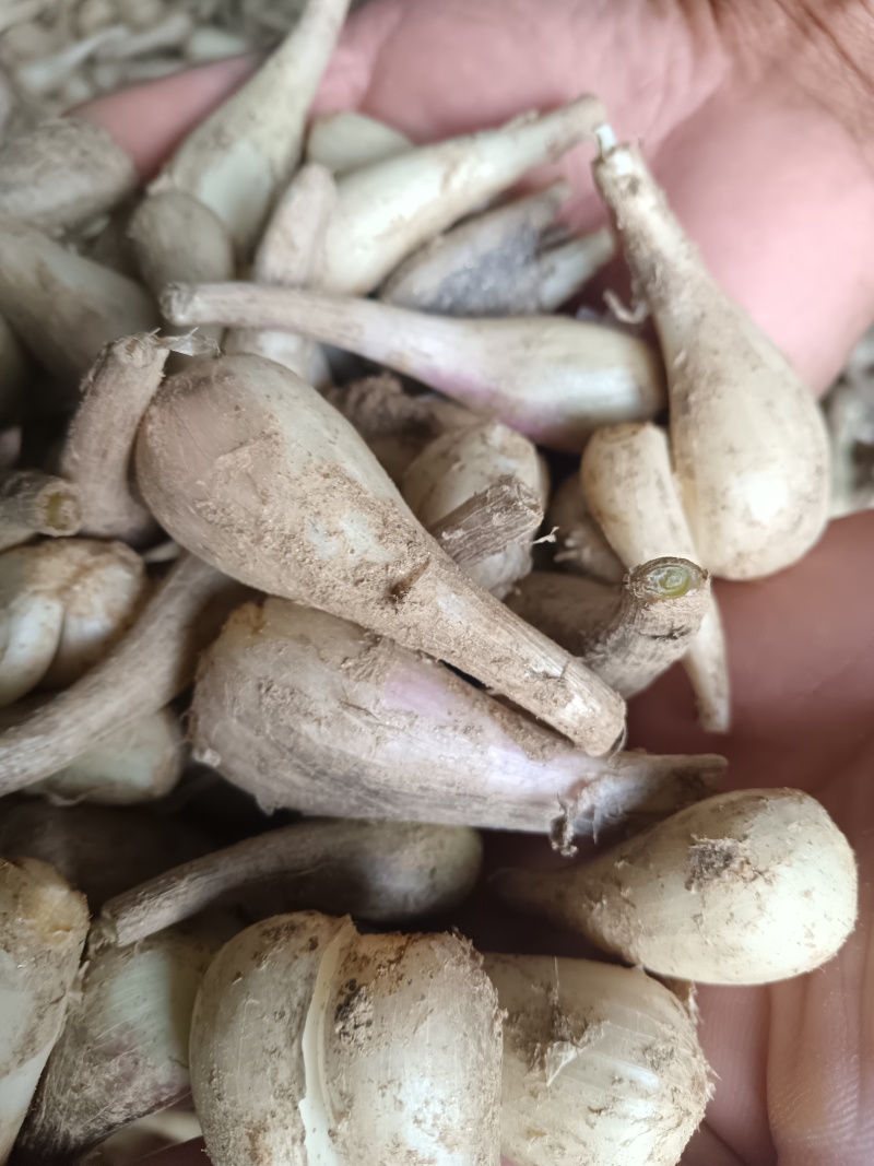 苕头，蕌头，茭头，现在正在热卖之中，各位大佬需要的付款吧