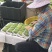 台农海南三亚芒果原产地直供，大量出货，电商果市场果工厂果