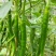夏邑青条线椒黑条二荆条大量上市全国代发质量保证