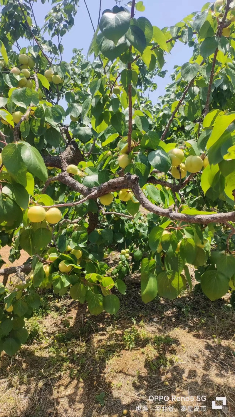 白银杏大量下树