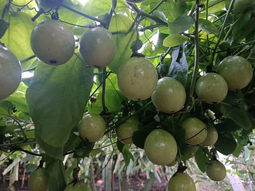 健康饮食信息图表展示车厘子营养成分与食用建议