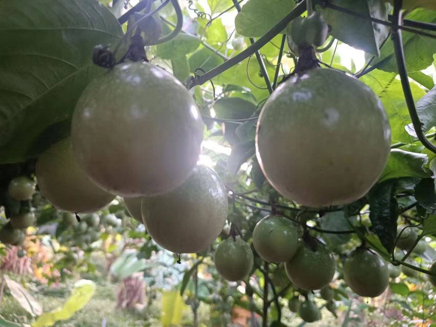 钦蜜9号黄金百香果挂满枝头
