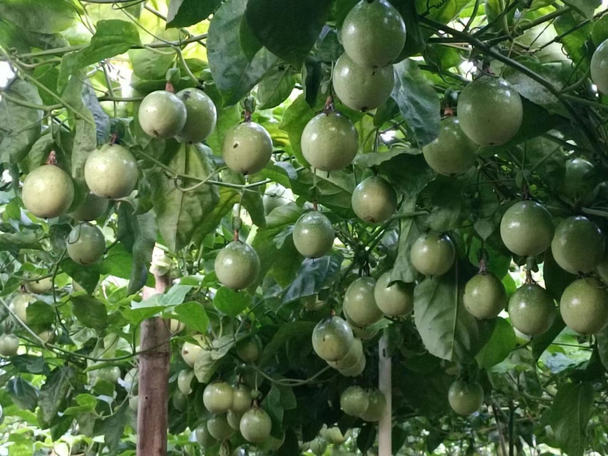 高州主要桂味荔枝产区对比图表