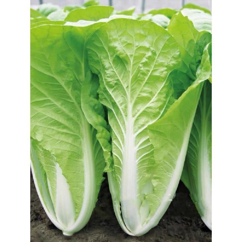 快菜种子绿盛小白菜种籽速生高产四季播青菜籽种阳台蔬菜种孑