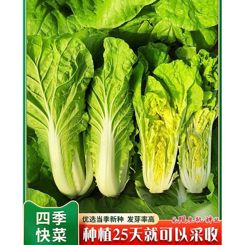 快菜种子绿盛小白菜种籽速生高产四季播青菜籽种阳台蔬菜种孑