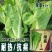 快菜种子绿盛小白菜种籽速生高产四季播青菜籽种阳台蔬菜种孑