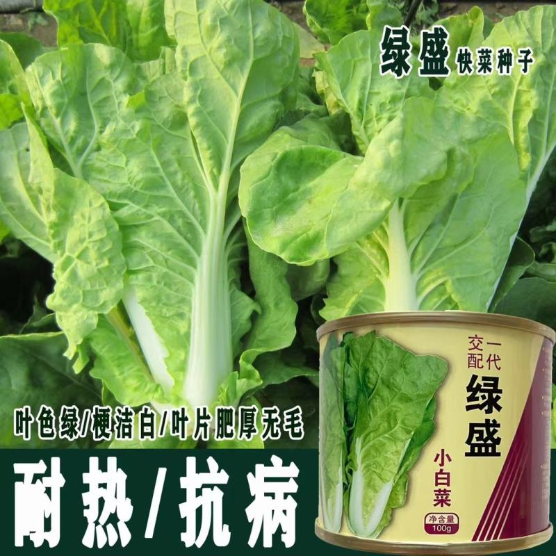 快菜种子绿盛小白菜种籽速生高产四季播青菜籽种阳台蔬菜种孑