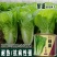 快菜种子绿盛小白菜种籽速生高产四季播青菜籽种阳台蔬菜种孑