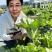 快菜种子绿盛小白菜种籽速生高产四季播青菜籽种阳台蔬菜种孑