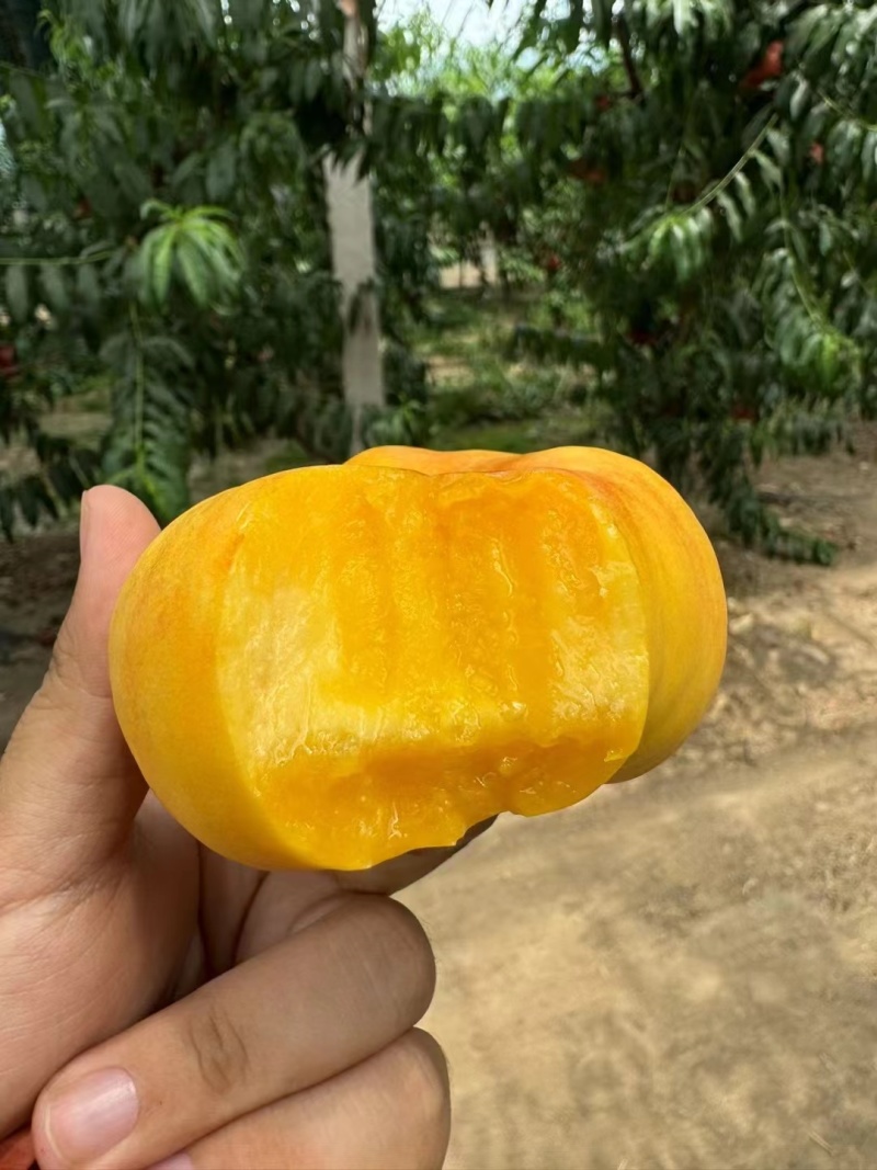 中条山黄金蜜桃