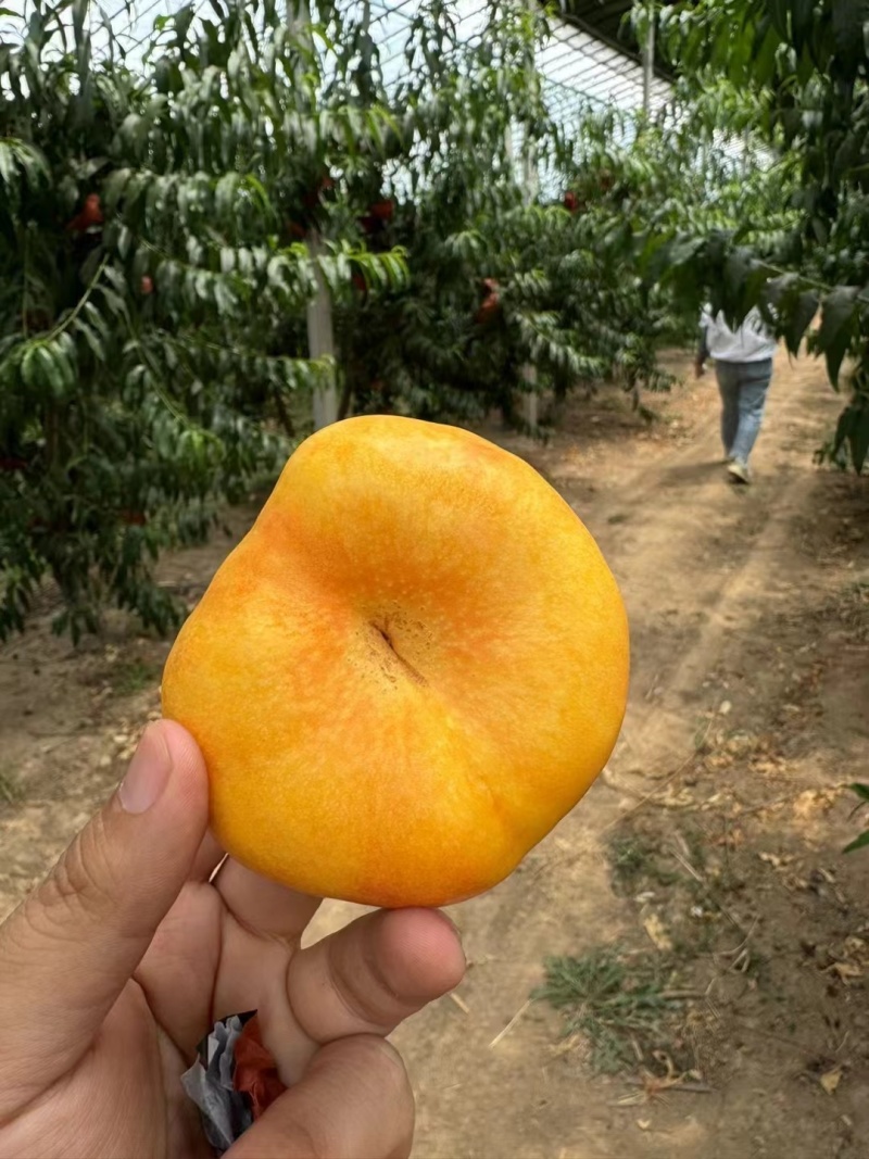 中条山黄金蜜桃