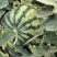 24小时在线服务西瓜随时可聊