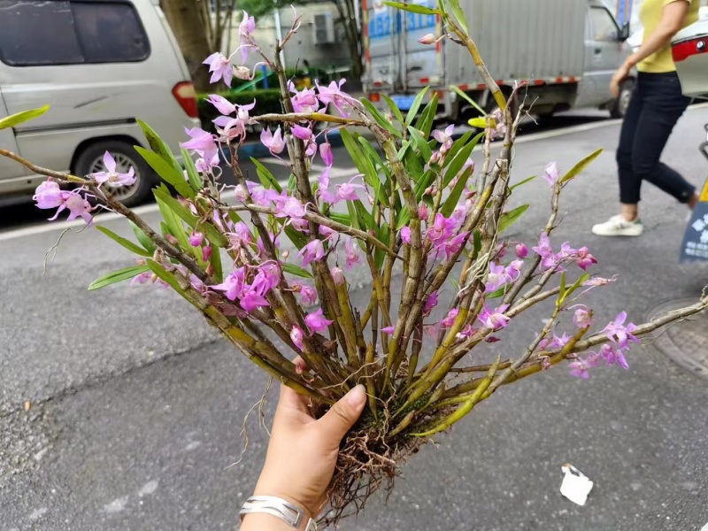 重唇石斛开花很漂亮