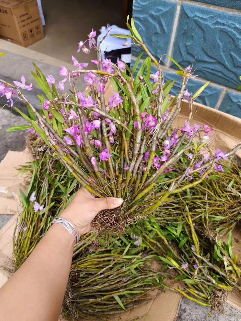 重唇石斛开花很漂亮