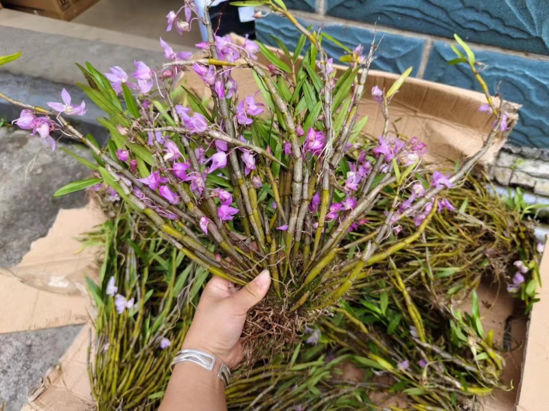 重唇石斛开花很漂亮
