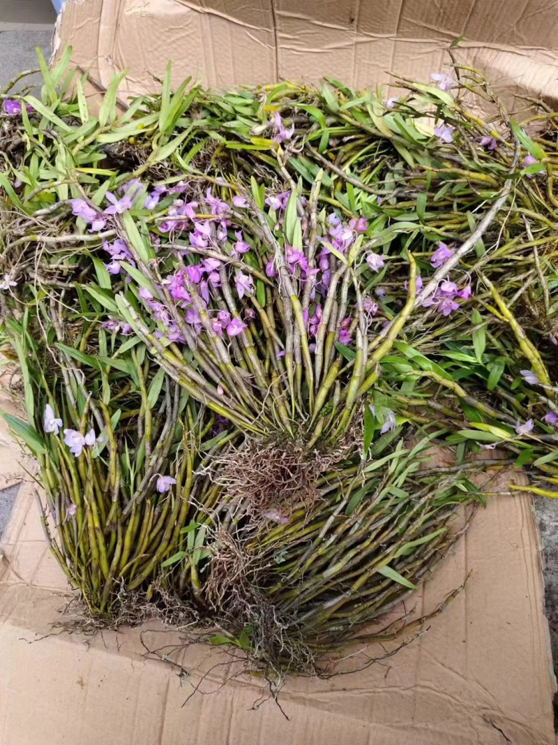 重唇石斛开花很漂亮