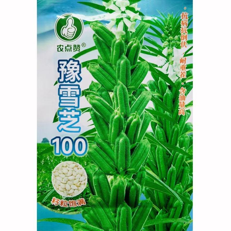 豫雪芝100白芝麻种子航天选育高产抗病抗倒高油芝麻种籽孑