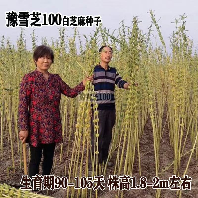 豫雪芝100白芝麻种子航天选育高产抗病抗倒高油芝麻种籽孑