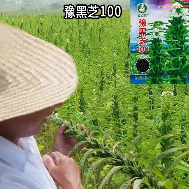 豫雪芝100白芝麻种子航天选育高产抗病抗倒高油芝麻种籽孑